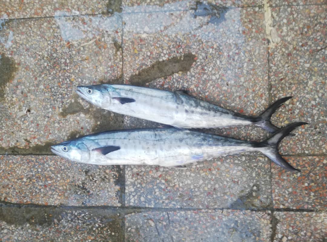 غزال أصلي كنعد بلدي بحري